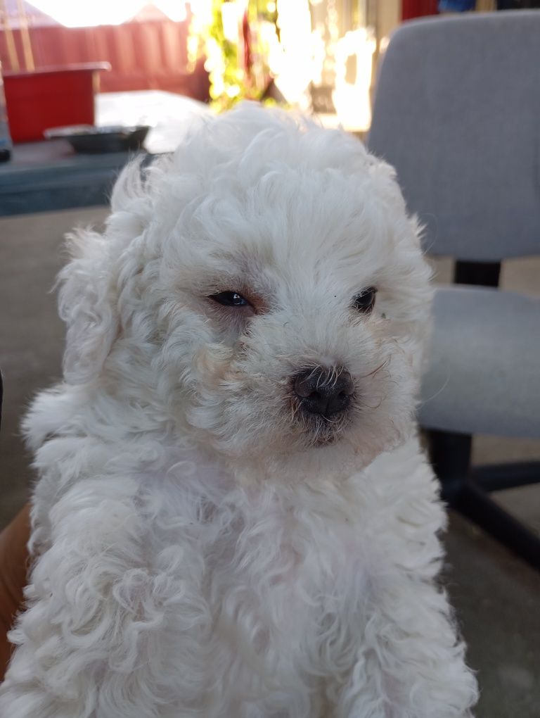 De vânzare bichon