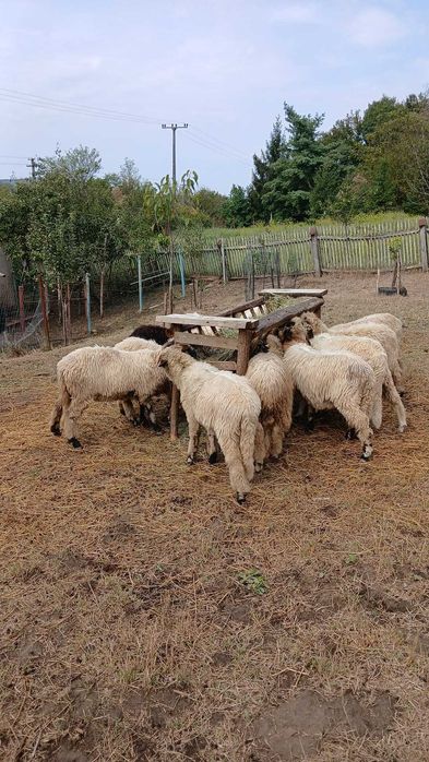 Ofertă: Vand mioare