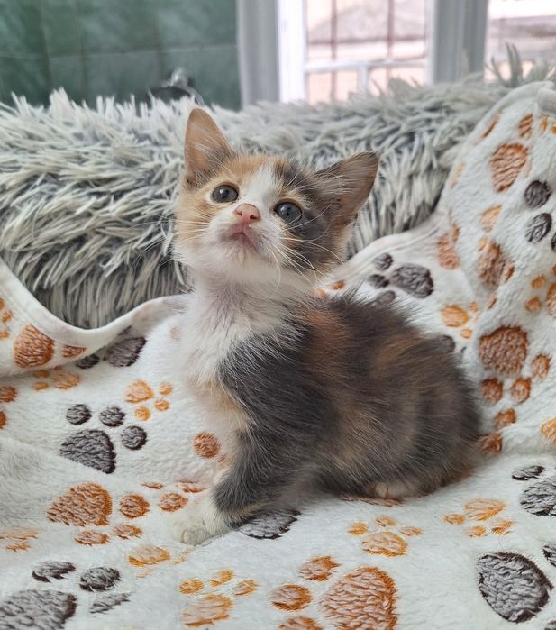 Pisica Ika îți încape într-o palmă. Adopt-o!