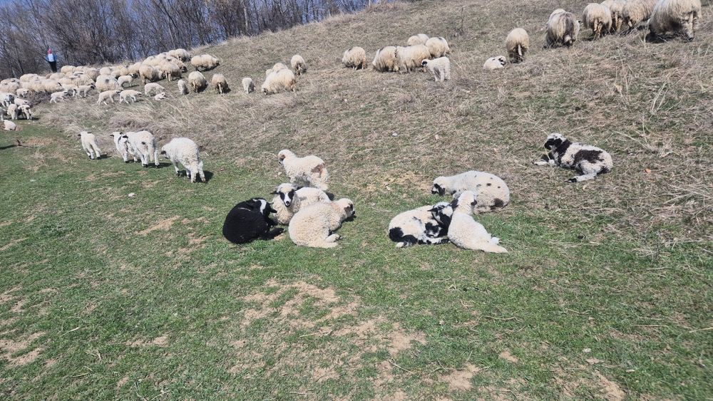 Oi turcane românești