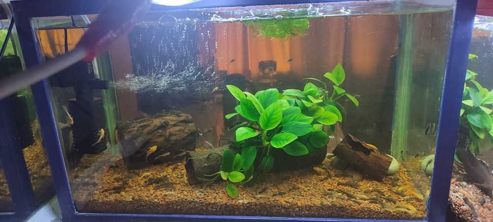 Аквариум (37 л.)  с фильтром, грунтом.