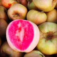 Măr Soiul Perle Pink (Perla Roz )