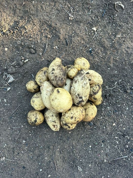 Дачный картофель  и  хренодёр