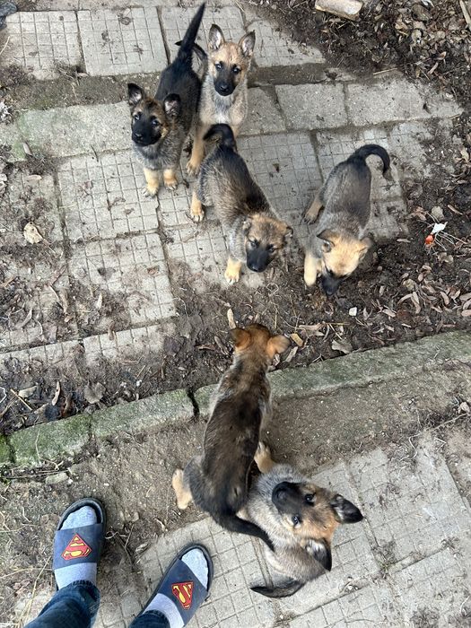 Малки Кучета Овчарки