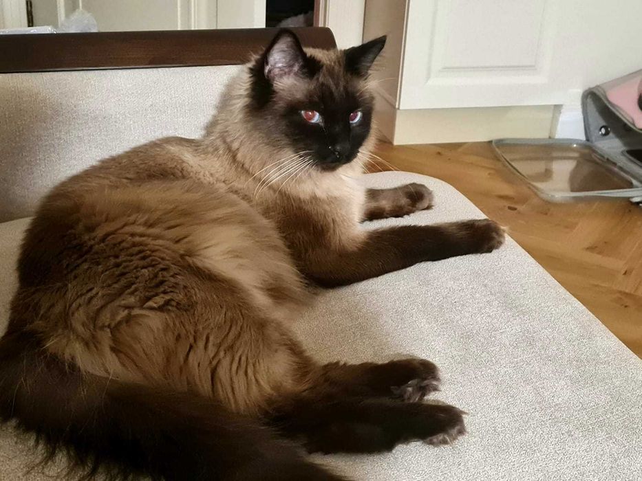 Два сиамских котика ищут дом