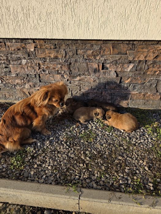 Vând puii de pechinez imperial