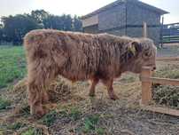 Vitel taur Highland