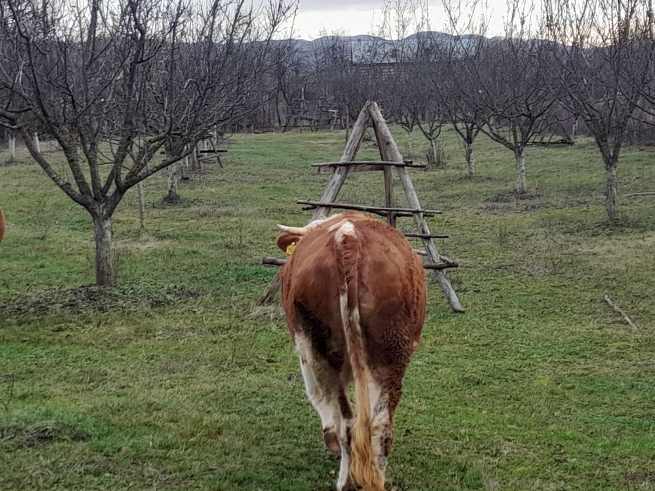 Vaca și juninca de vancare