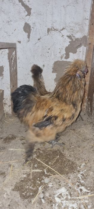 Xitayiski sholk bir par doĝib durubdi