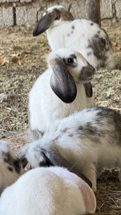 Домашние кролики