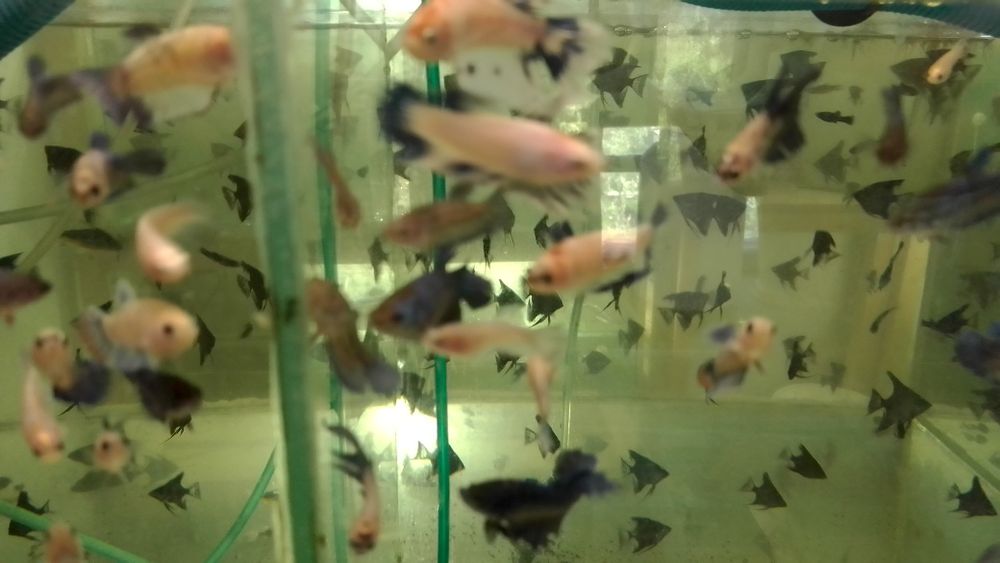 Продам аквариумных рыб