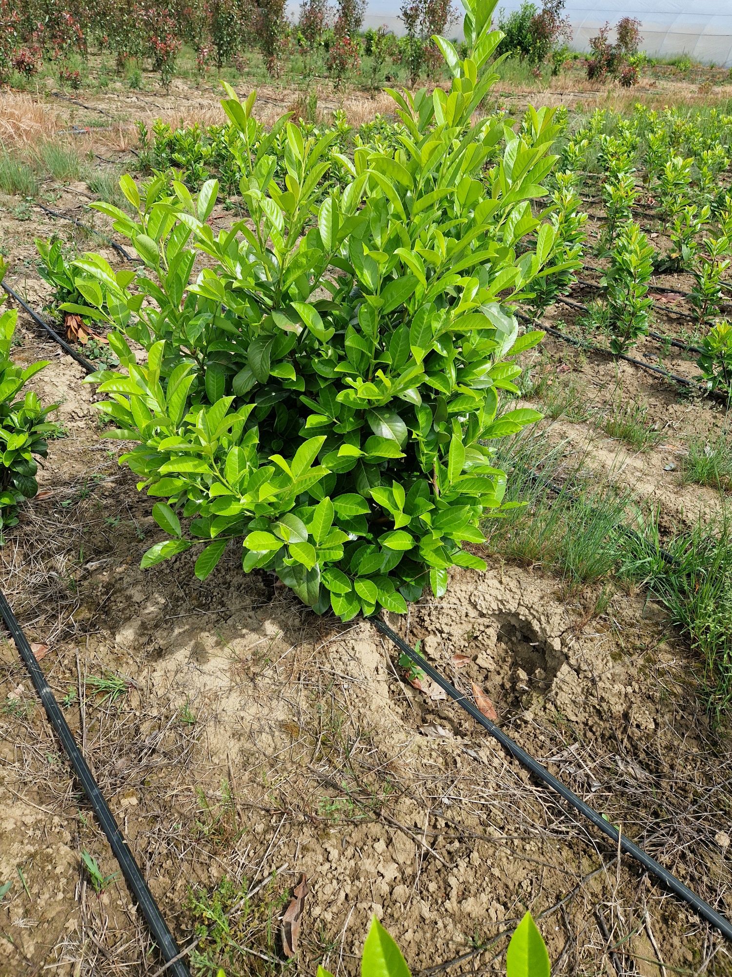 Prunus laurocerasus extra calitate