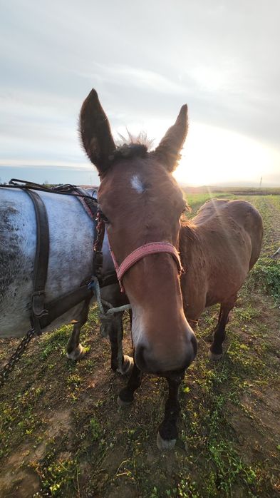 Manz de vanzare 6 luni