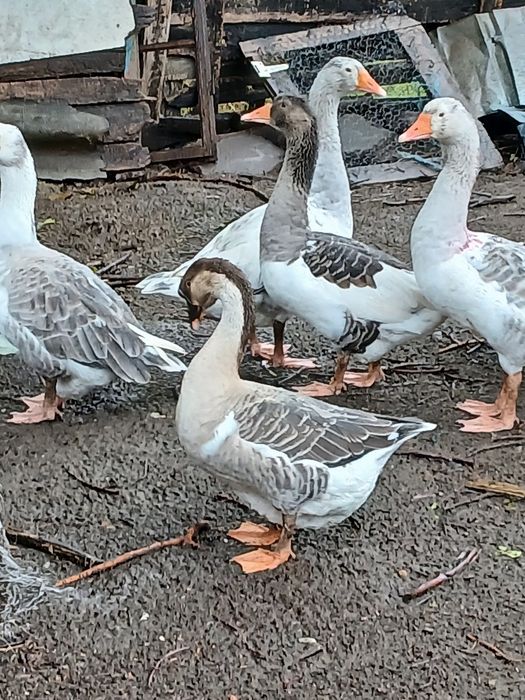 Gaste mari și grase