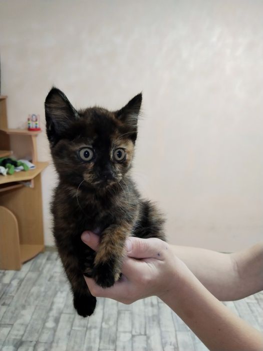 Отдам кошечку в хорошие руки. К лотку приучена.  Кушает всё.