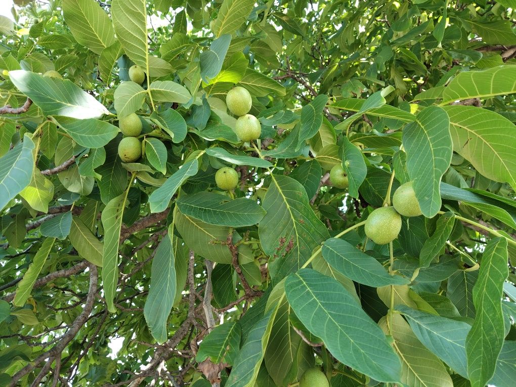 Vând Nuci dulceata