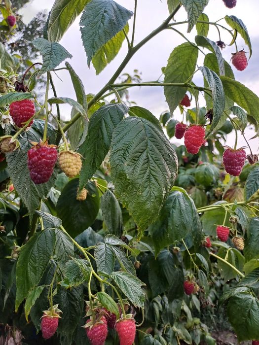 Продавам Разсад Малини Корени