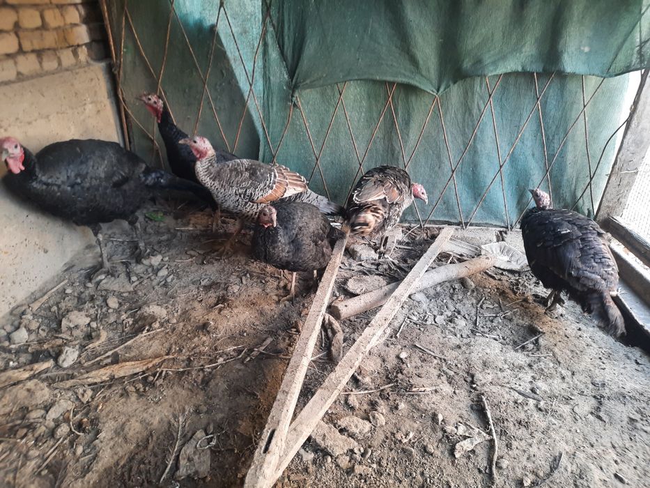 5та мода 1та нар курка сотилади биржоя 350000 сумдан