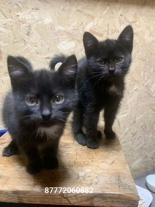Отдам двух котят