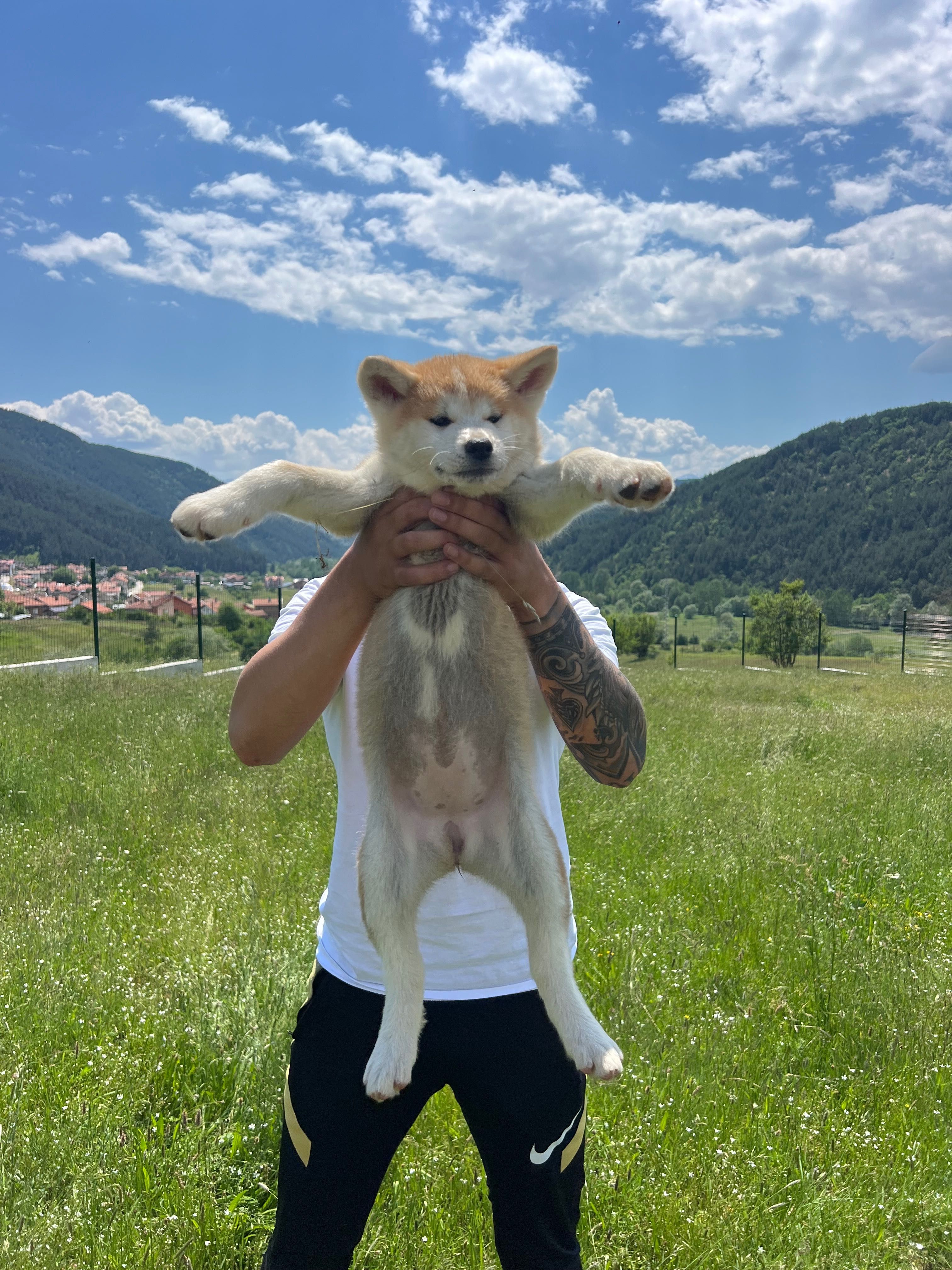 Акита ину Японска акита