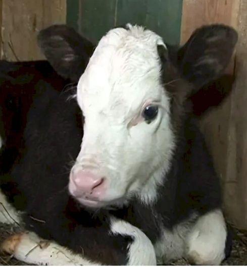 Продам телёнок 5 месяцев тёлочка находится от города 35 км Петропавлов