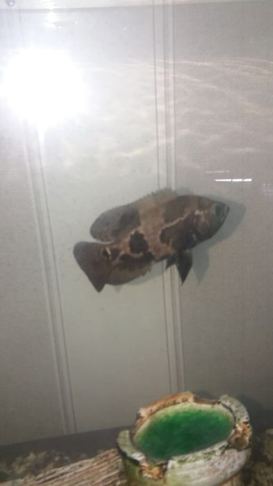 Астронатус 12см орех