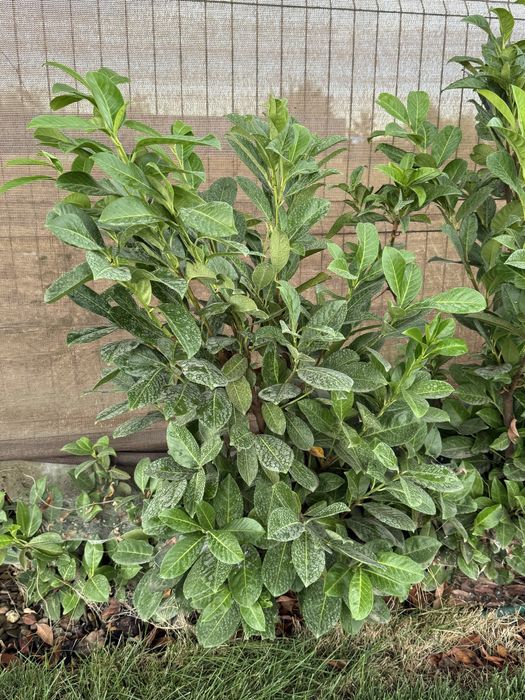 Laur englezesc, Prunus lauraceratus, Gard viu, Garantie