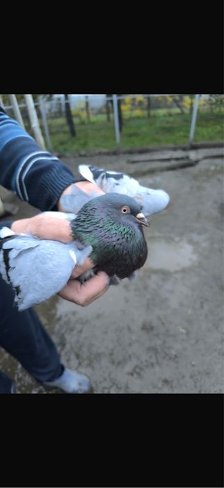 Porumbei De Diferite Rase