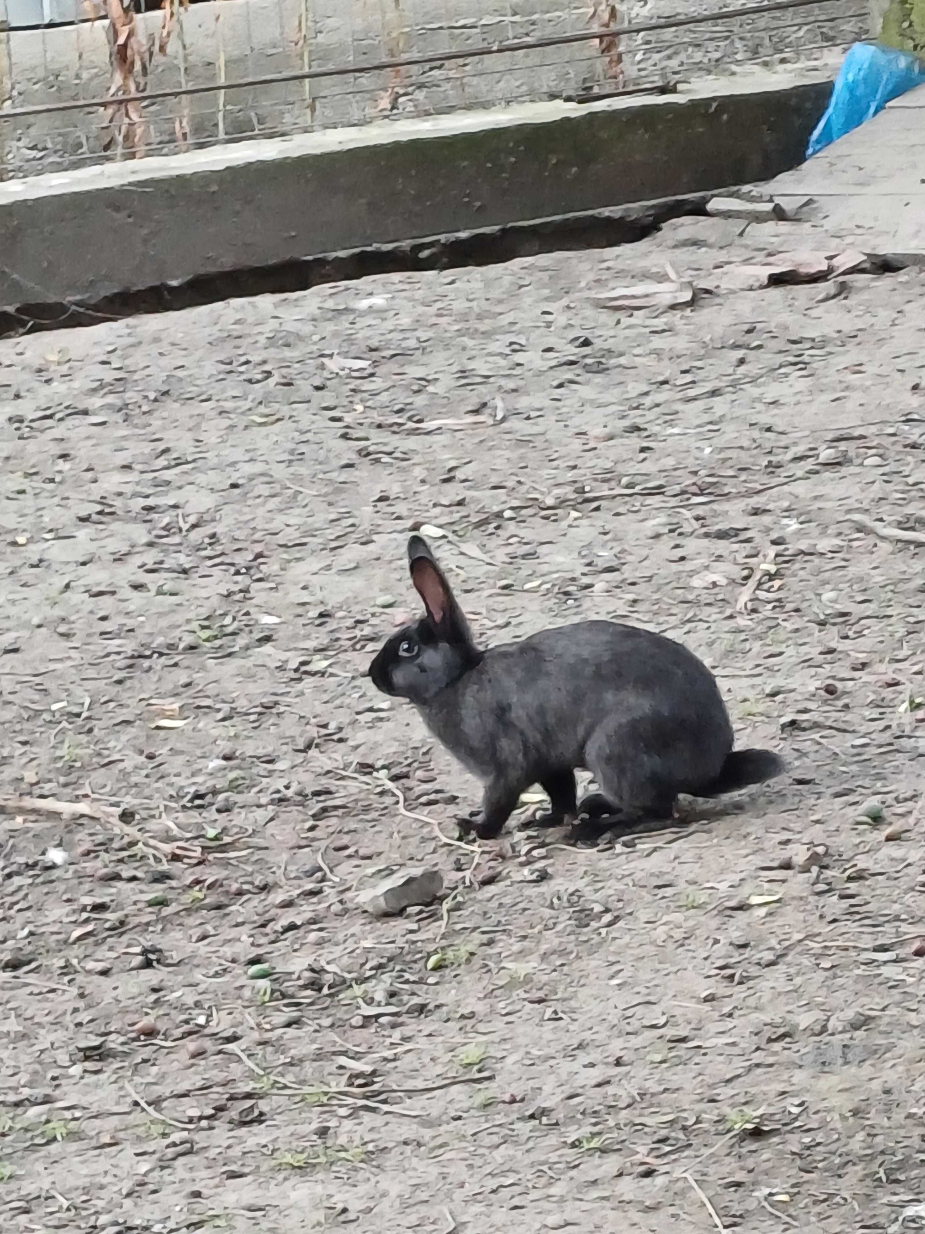 Iepurași de vanzare