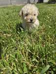 Poodle/pudel/caniche pitic