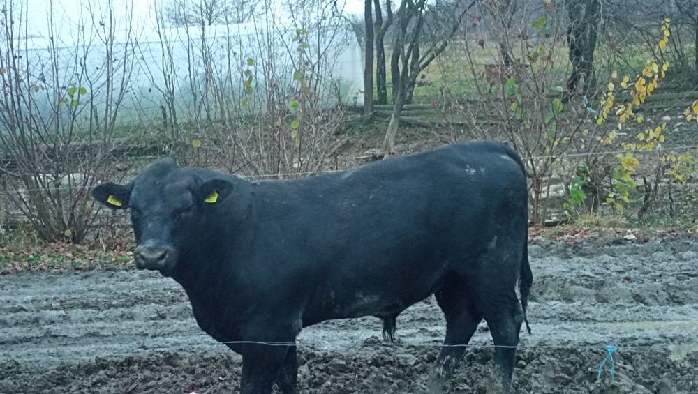 Tauri Angus reproducție