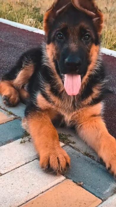 Продаётся не немецкие овчарки.