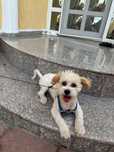 Bichon Maltez talie mică