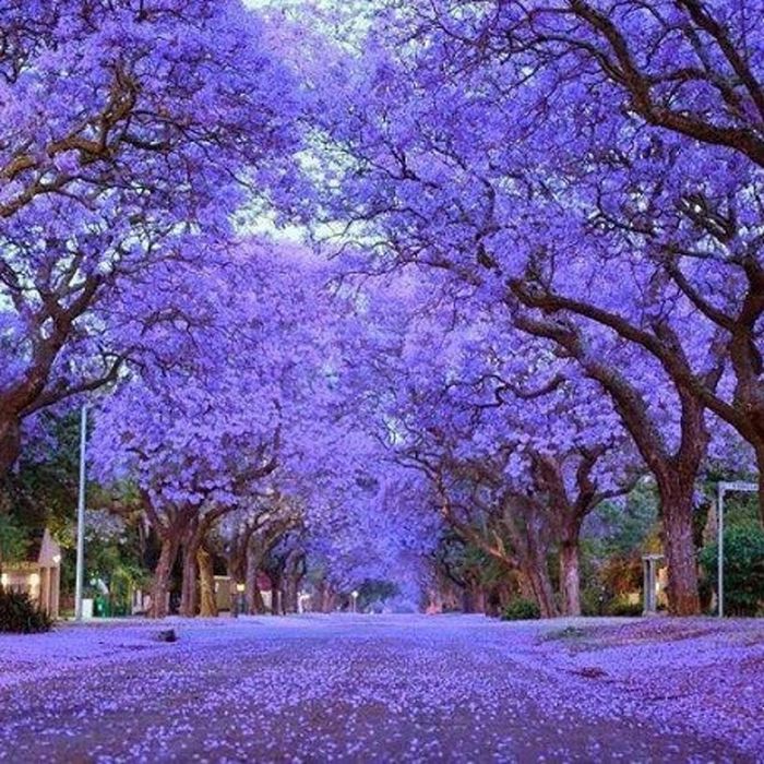 Jacaranda mimosifolia