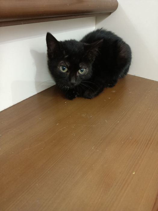 Даром отдам кошечка