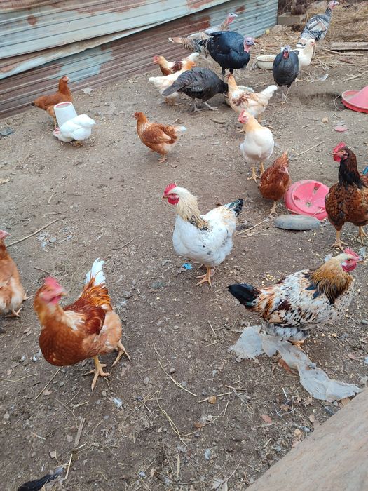 Продам Молодых петушков