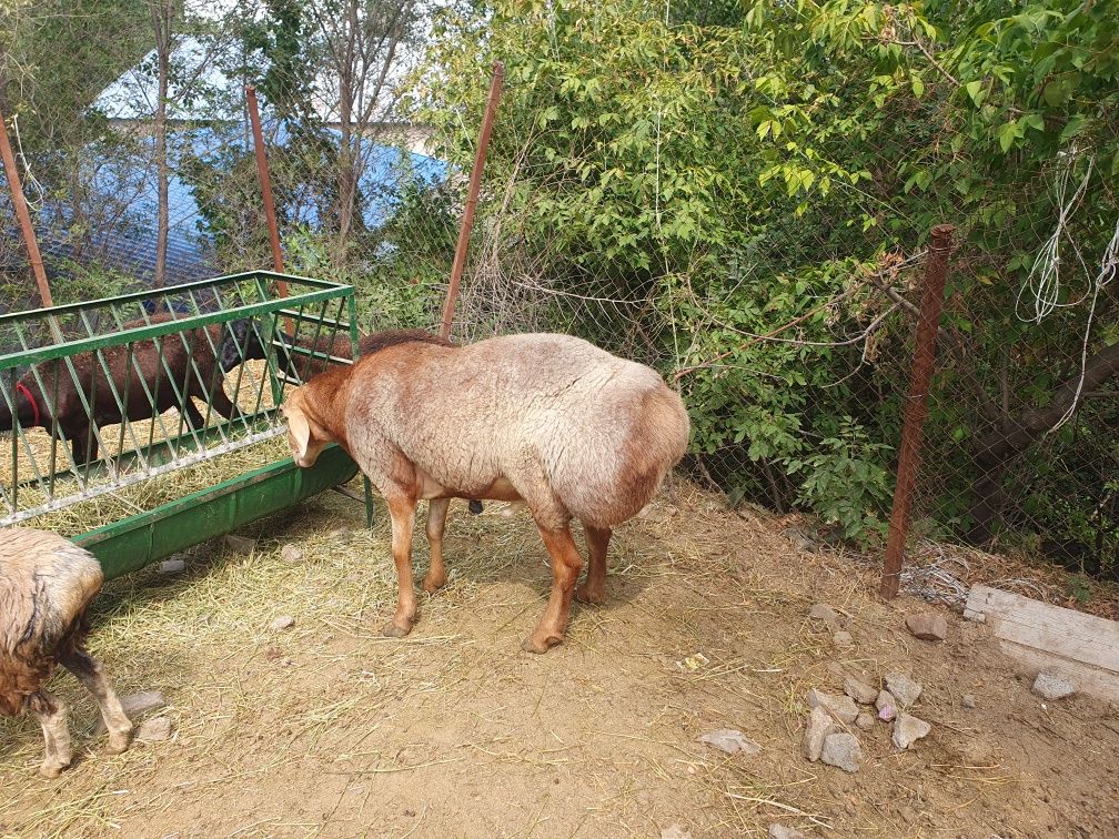Продам кошкара Арашан