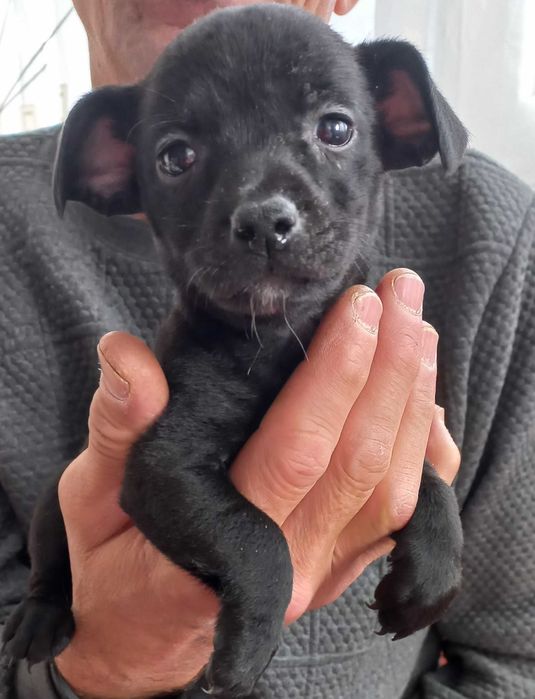 Малки кученца пинчери