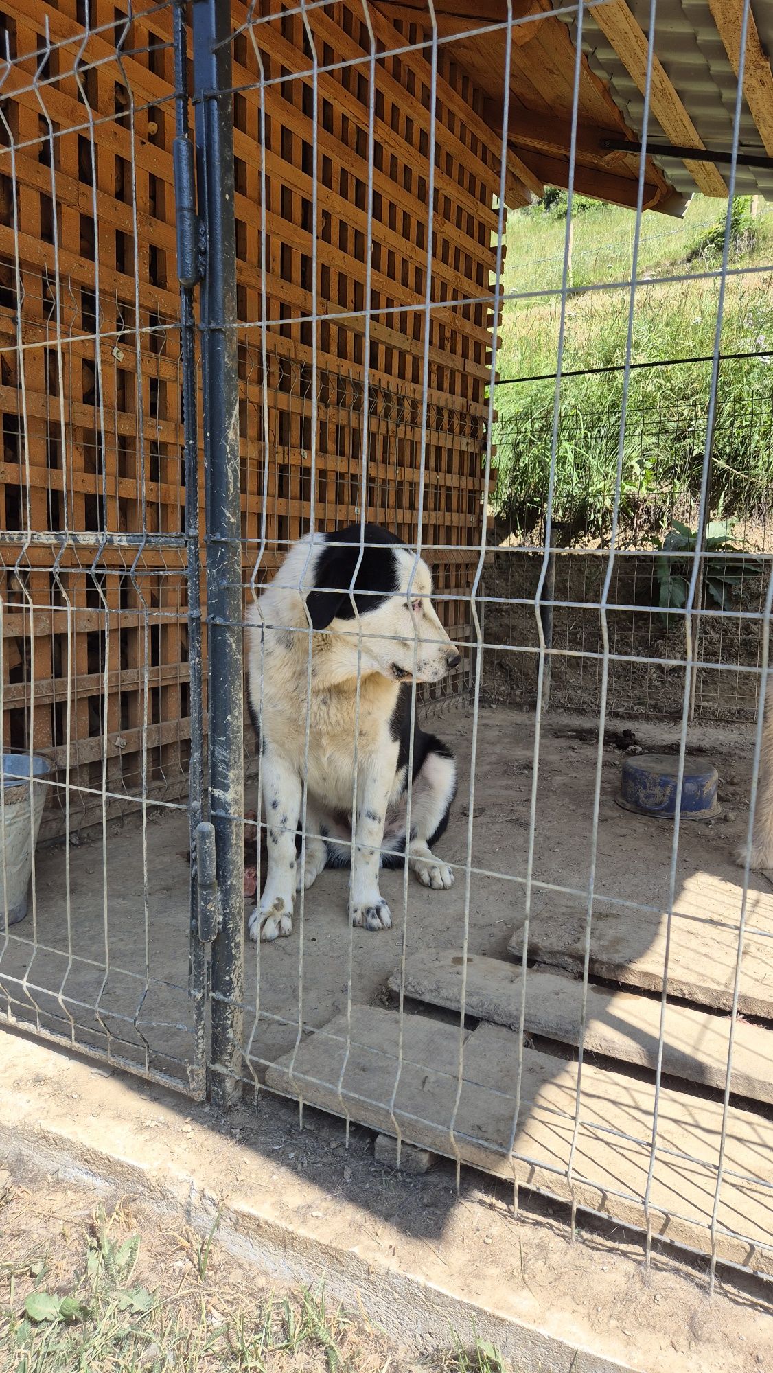 Căței ciobănești