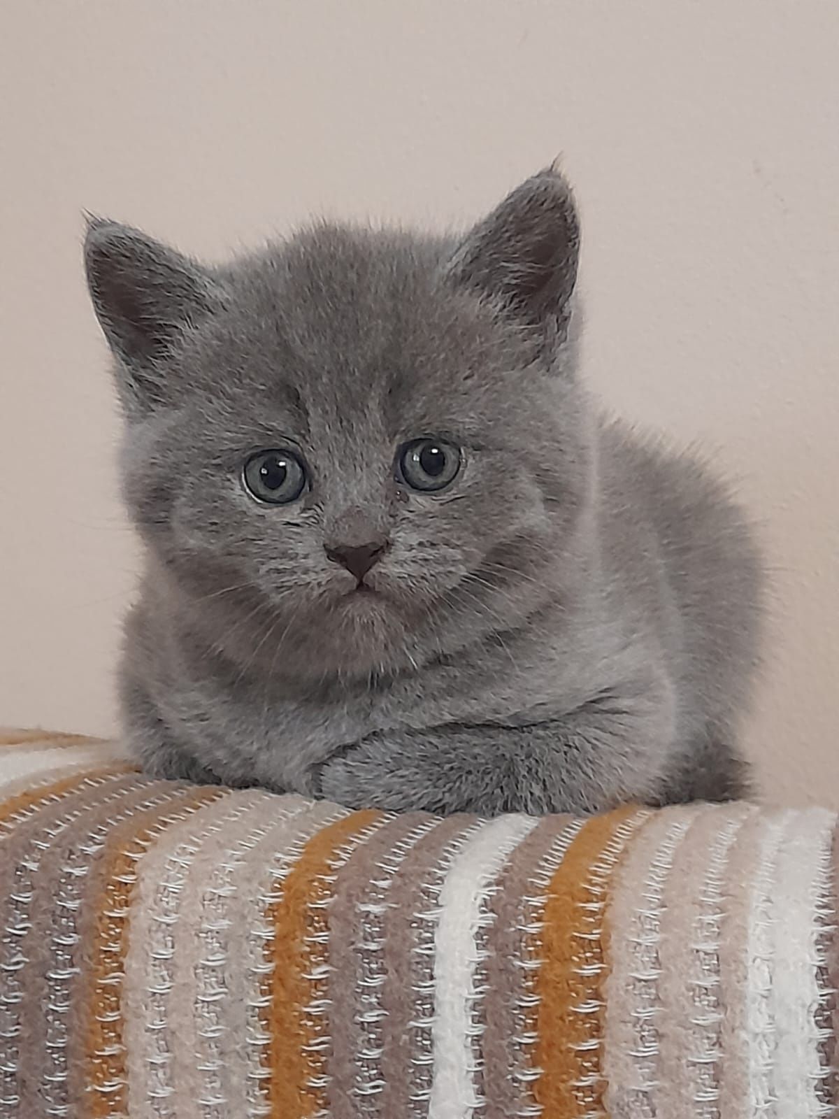 Pisicute  British Shorthair