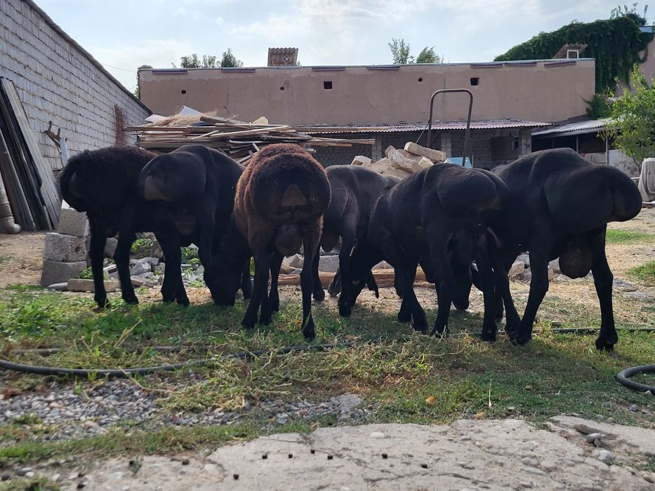 Qo'chqorlar sotiladi
Кучкорлар сотилади
Бараны на продажу