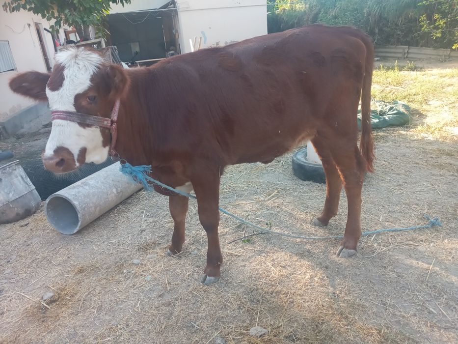 Simmental buzoq sotiladi.