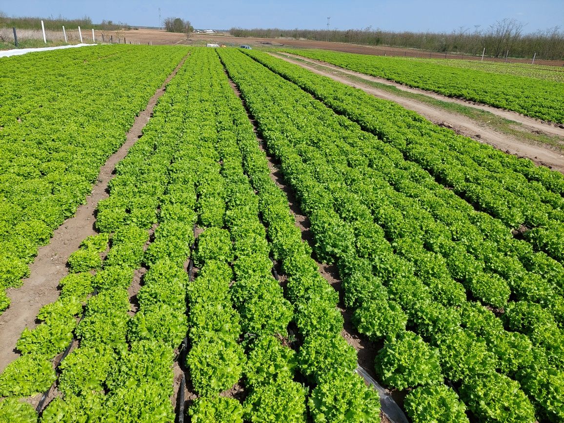 Salată verde creață