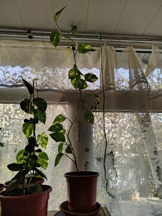 Комнатное растение Сциндапсус