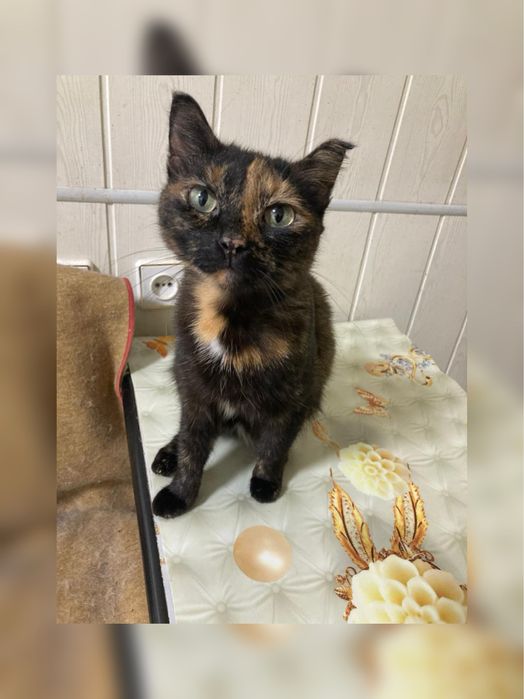 Кошка молодая стерильная поисках дома ! Костанай ! Привезем !