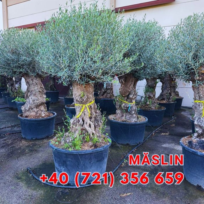 Tuia brazi maslini catalpa pom-pom spirale artari pohtinia cedru