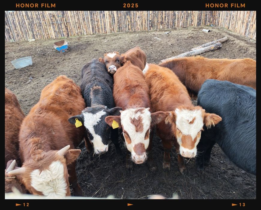 Продам упитанных подсосных бычков 10 голов