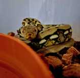 Vand piton reticulat