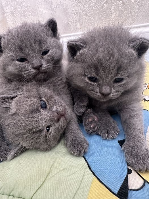 Продаётся чистокровные котята