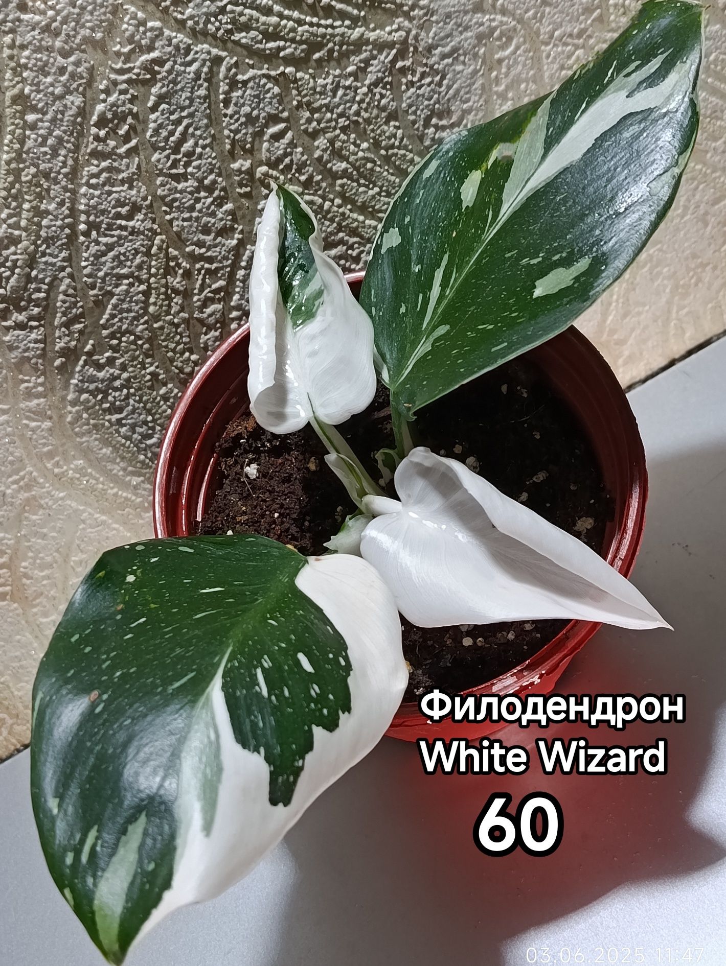 Продажа комнатных растений.